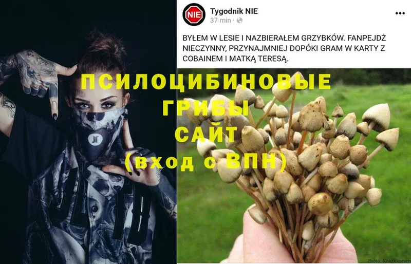 Псилоцибиновые грибы Magic Shrooms  Волгоград 